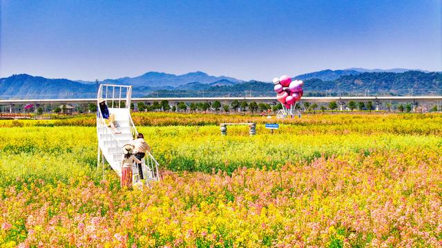 春日限定CP！高岭文化村「油菜花+小番茄」双倍甜蜜来袭！