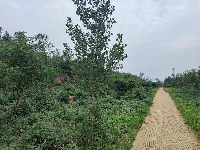 章丘龙山平陵城古城墙，位列国保的遗址公园。