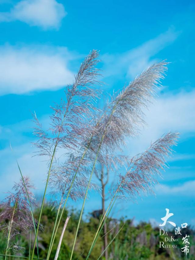 梦幻绝美!大渡口藏着一大片芦苇花海,现在去正好