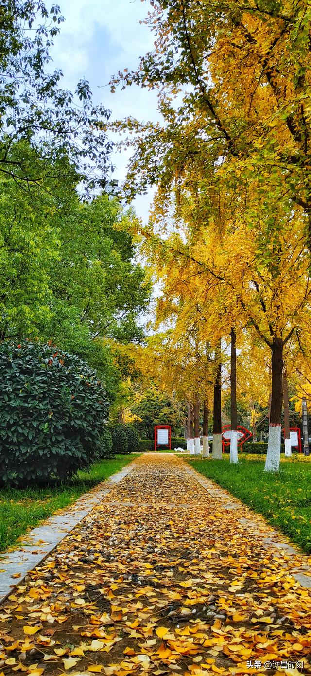 秋去韵留！许昌秋景余韵动人