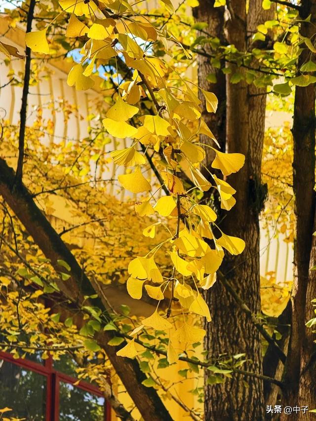 广东秋天封神！700亩银杏美哭了！