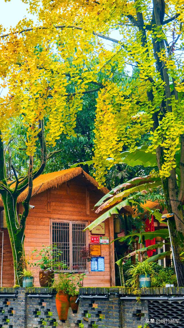 深秋棚花村：绵竹山间的秋色画卷