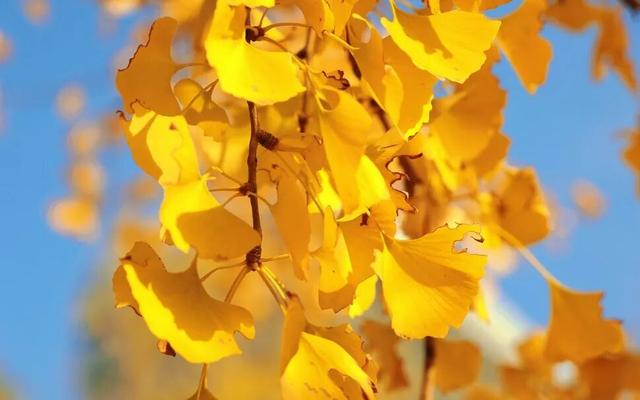 一叶知秋，一树成金，又到银杏醉美时