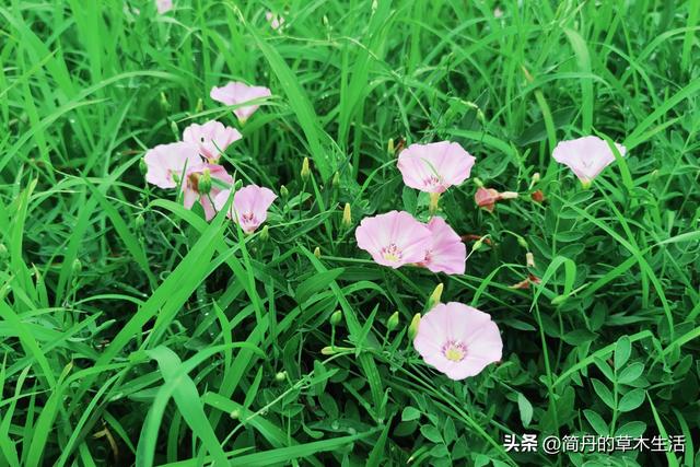 骑上我的小毛驴去遛弯