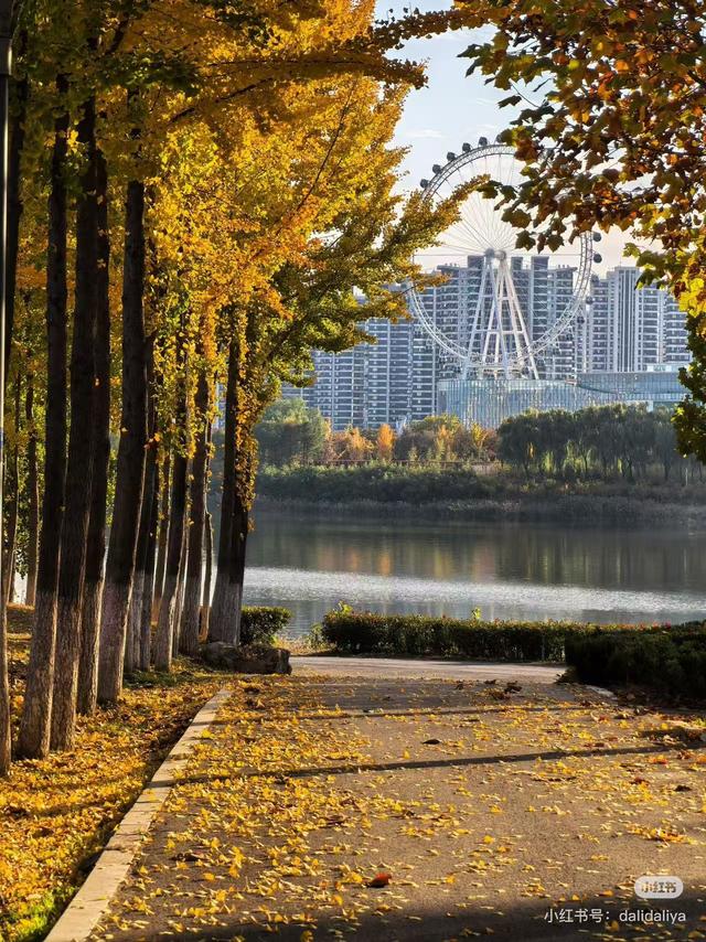 最适合拍银杏的地方！ 临沂十个0元打卡点，抓住今年最后的金色风暴！