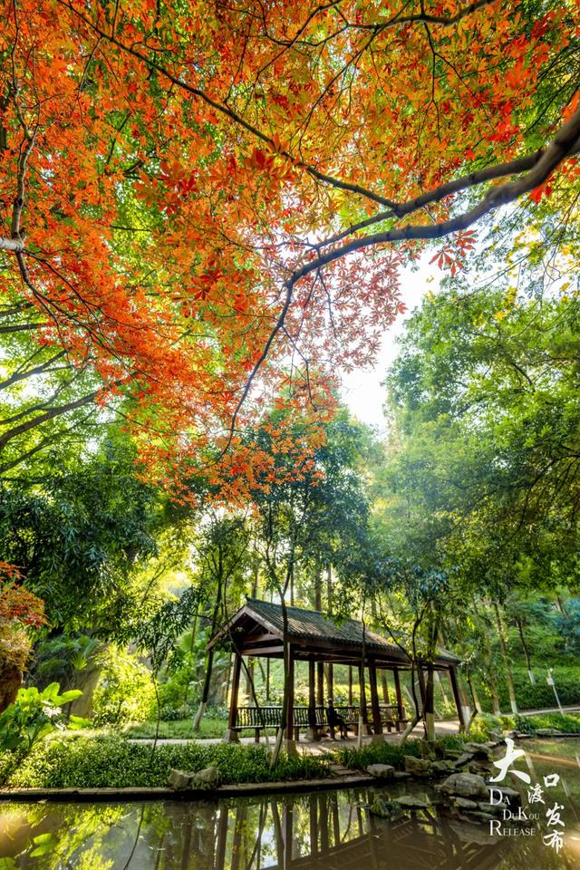 大渡口冬日“顶流”红了