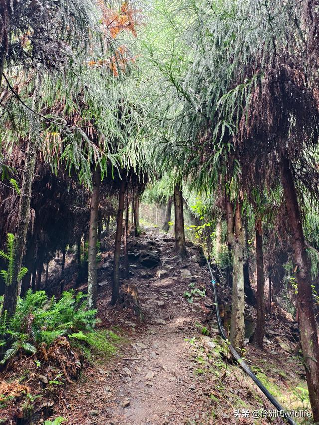 四川行(73)什邡红枫岭徒步到钟鼎寺