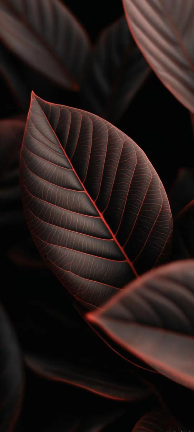 手机壁纸精美图片(162)