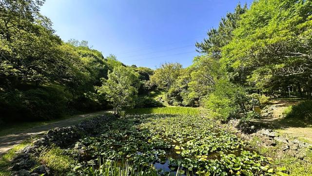 感受自然之美,夏日里的清幽秘境, 韩国济州岛汉拿树木园
