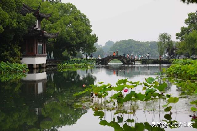 西湖如梦 | 曲院风荷
