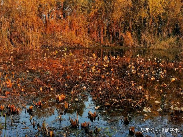 住家保姆郝阿姨眼中的江城（二）