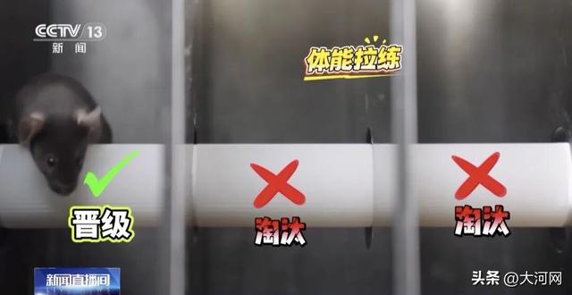 鼠鼠我也要上天了！我的训练你们想象不到……