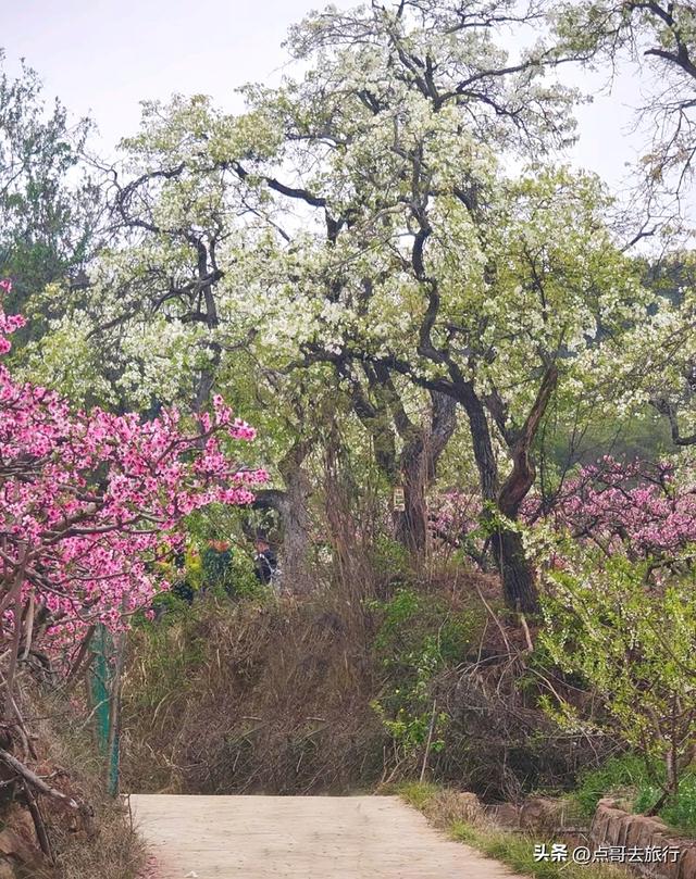 成都人的又一奢侈梨花观赏地，百年老梨树群花开惊艳，不要门票！