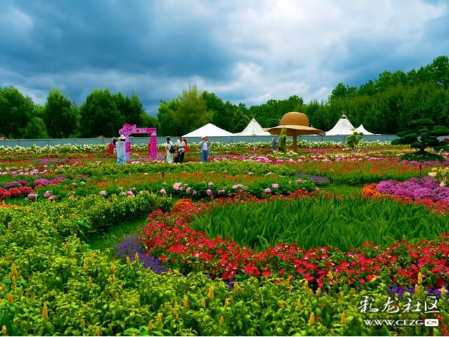 绣球花展点亮滇池