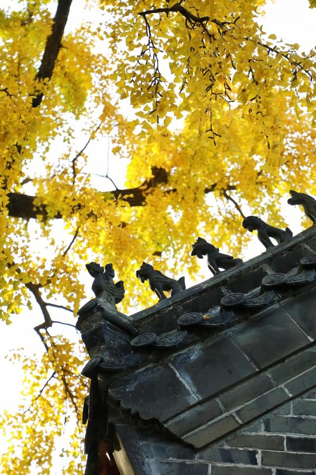 浮来山银杏树，即将迎来最佳观赏期！就自周末起！