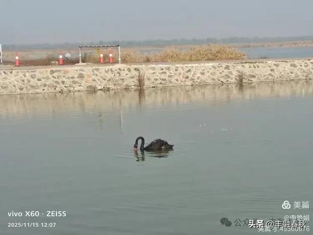 苇风载秋,鹤影映波——河北黄骅南大港湿地的初冬漫游| 申艳娟