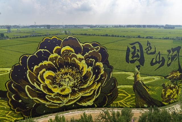 辽宁沈阳：一组美丽壮观的稻田画栩栩如生