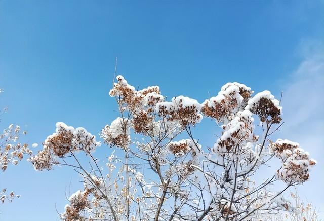 “大雪多不多，就看立冬”，今日立冬，今年冬天雪多会冷到哭吗？