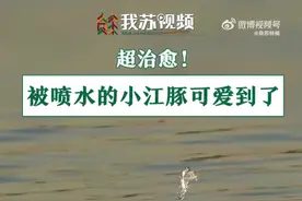 被喷水的小江豚可爱到了图片