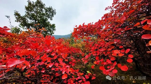 巩义这座山“红透了”!