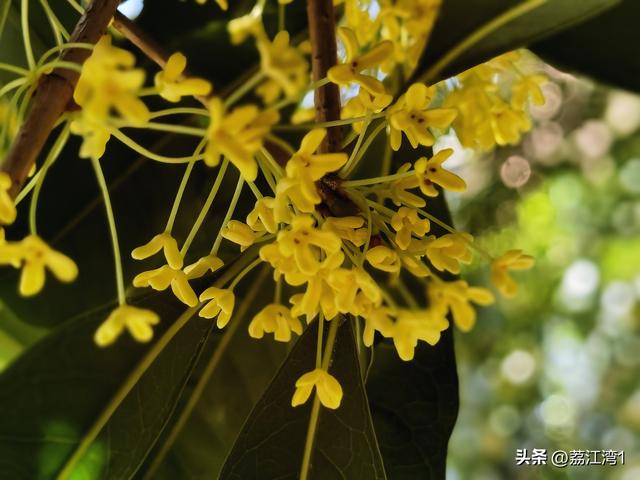 桂香漫城：桂林的秋日私语