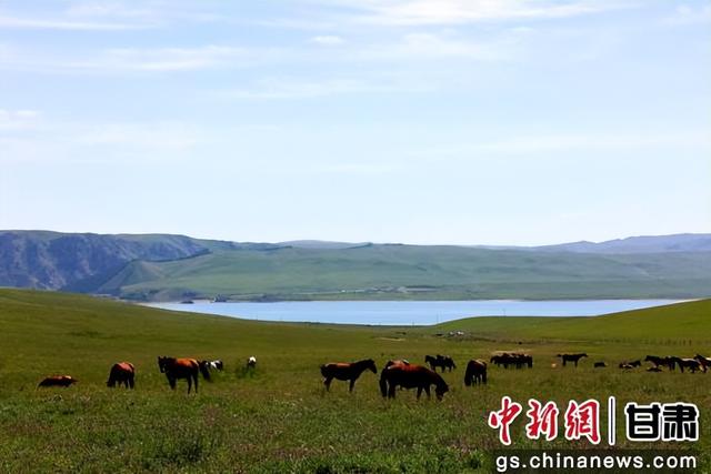 夏日山丹马场马儿俊美 景色无限好