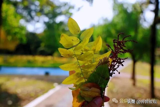 出发！去上合示范区“捡秋”