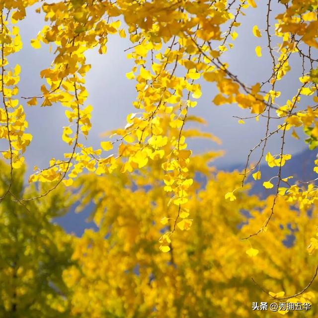 有一种叫云南的生活｜大理古城银杏，太美了！