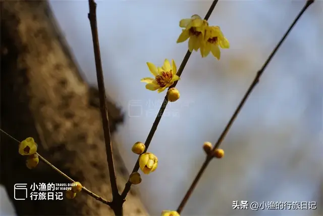 老西安都不知道的宝藏地：常年清静、游人不多，又到冬日最美时