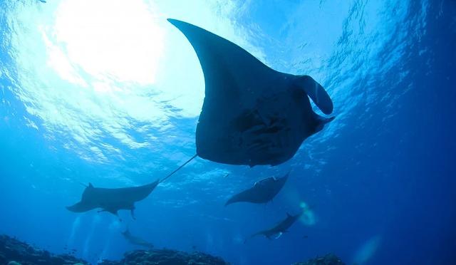 日本十大潜水圣地:潜点特色与难易度总整理