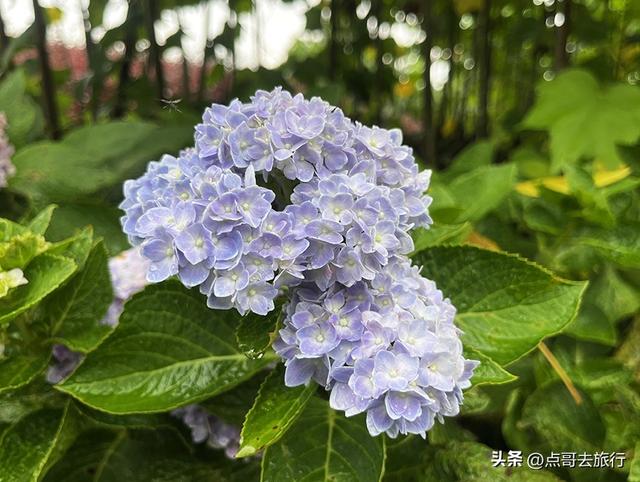 成都，最不可小看的公园，雨中超美，凉风阵阵，公共交通直达！