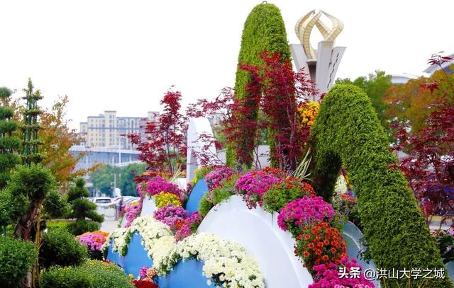 武汉洪山区第38届金秋菊展华美启幕