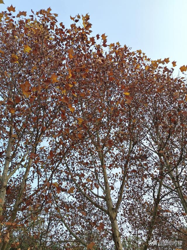 为看金黄美景和红墙，我来北碚静观走一趟，在塔坪寺和思乡台公园