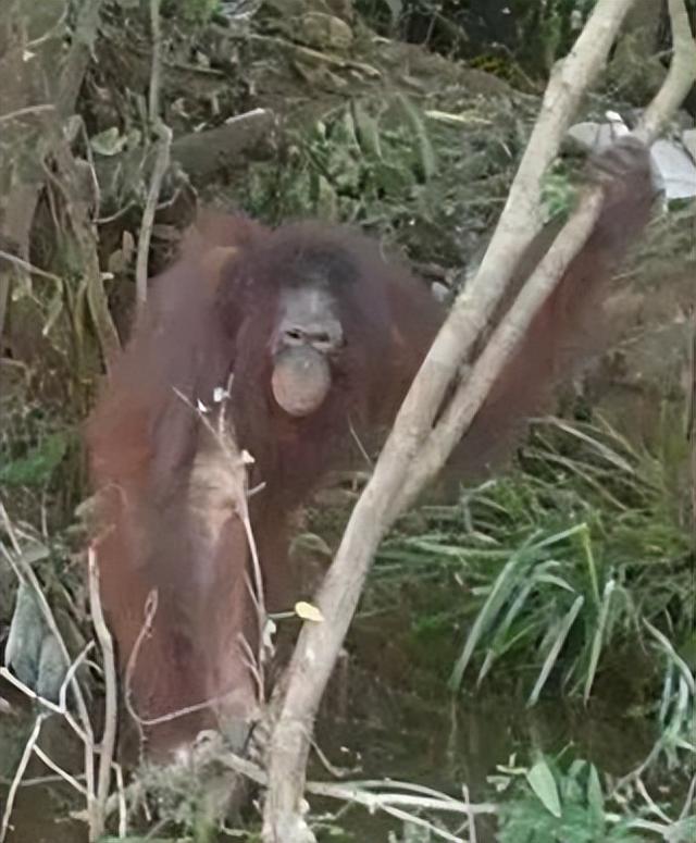 被锁暗室6年：剃毛穿丝袜当玩物，惨状撕开人类伪善面具