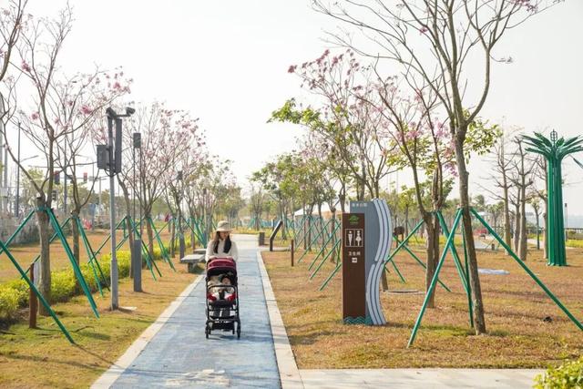 美翻！金湾「紫色花海」，开了！