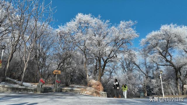 玉树琼枝缀龙山 雾凇美景醉游人