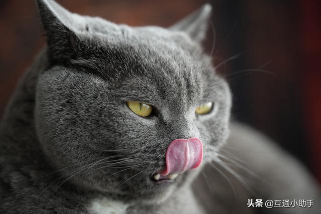 腾龙 90mm F/2.8 Di III MACRO VXD 上手使用体验