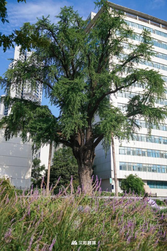 古城逆生长！汉阳迎来“时尚变形记”