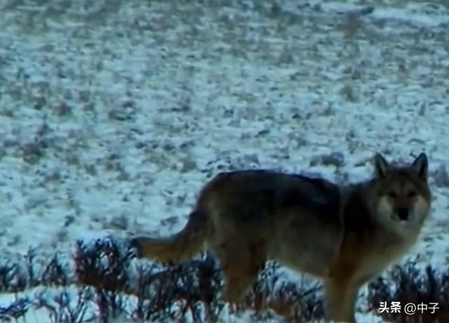 狼啸草原，四季如画：新疆的秘境与跨物种的生命传奇