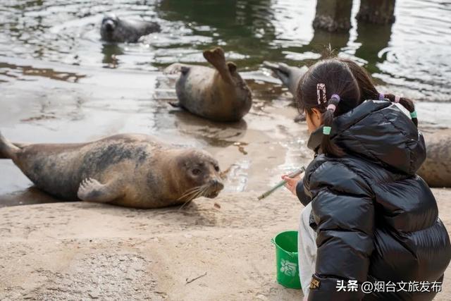 【乐游烟台】今天！可爱“豹”击来喽🦭