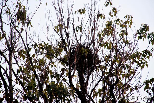一河两路东端的烧烤场一带暮秋景色