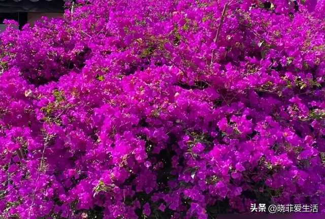 昆明一户人家门口，开出了5层楼的“花瀑”，太美，太壮观了~