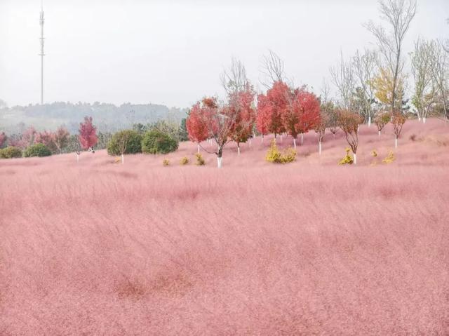 田曦薇、胡一天打卡西海岸！约你来玩！