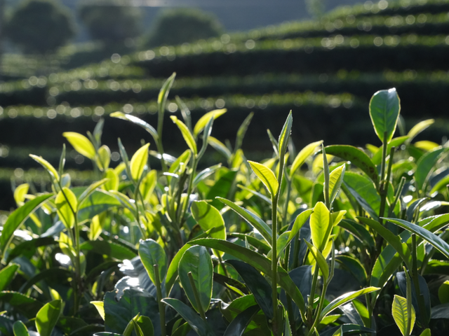 跟着赛事去旅行 | 骑到普洱思茅才知道 茶+咖=我的多巴胺双倍风暴