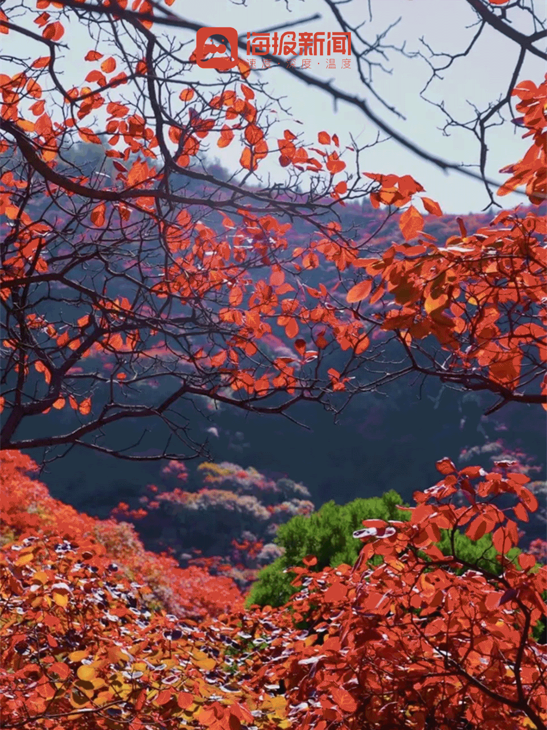 动图海报丨那就好好告别吧，在潍坊最后的秋景里！
