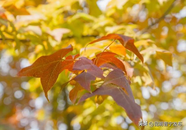 秋染宜居城——深秋的昆阳藏着最惬意的生活模样