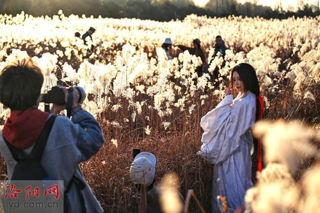 二里头夏都遗址博物馆周边芒草摇曳 冬日景色美如画