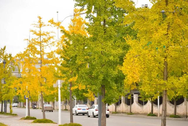 太美了！金堂这些地方值得一去