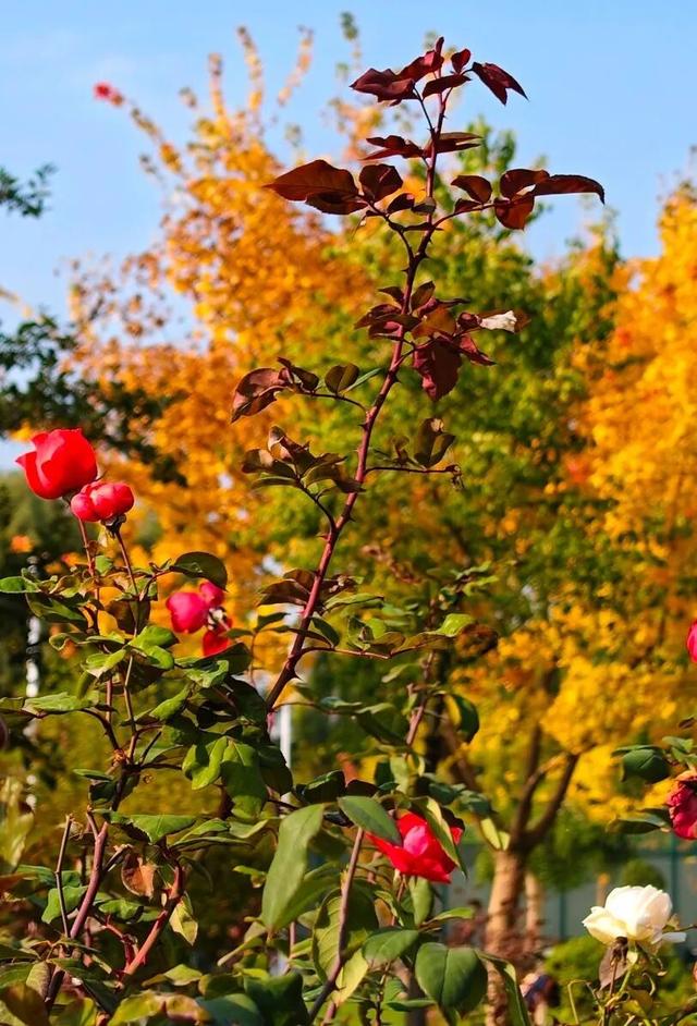 七里河畔晨光好 文明城市气象新
