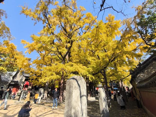 天下银杏第一树就在日照浮来山，4000年古树参天，秋天美成了画！